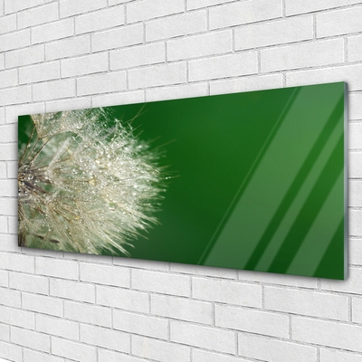 Acrylic Print Dandelion floral white green