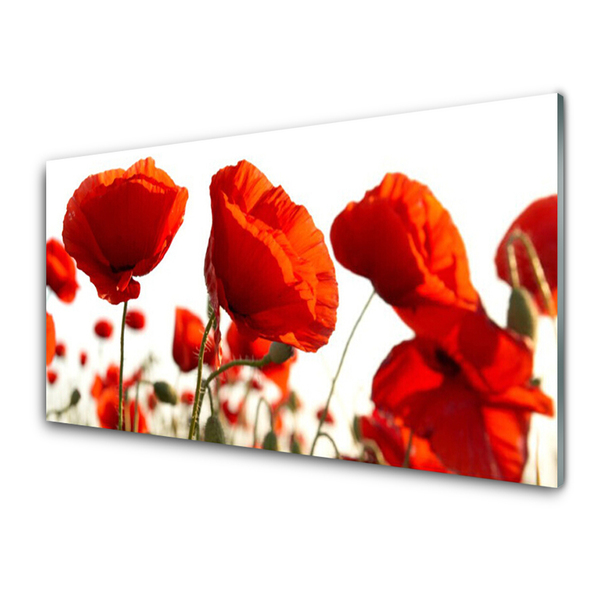 Acrylic Print Poppies floral red