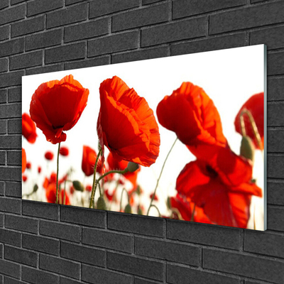 Acrylic Print Poppies floral red