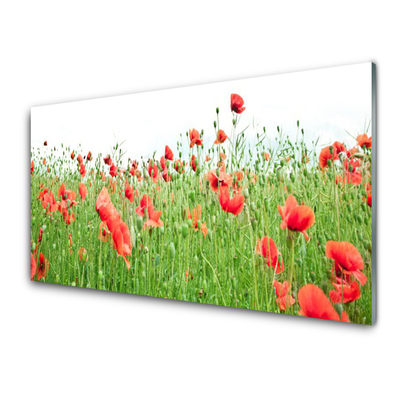 Acrylic Print Poppies nature red green