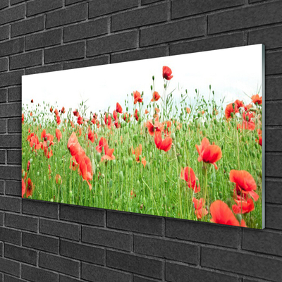 Acrylic Print Poppies nature red green