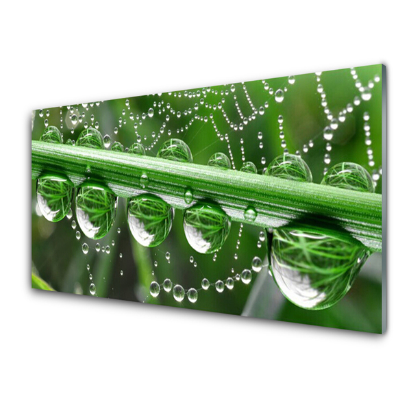 Acrylic Print Spider web dewdrops floral white