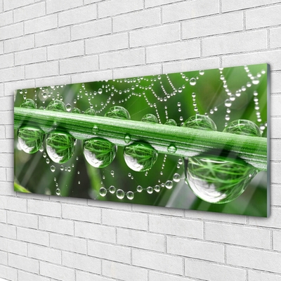 Acrylic Print Spider web dewdrops floral white