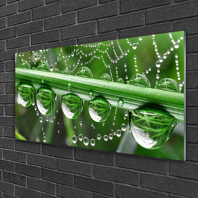 Acrylic Print Spider web dewdrops floral white