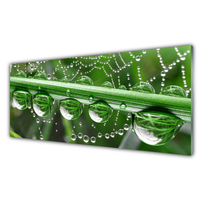 Acrylic Print Spider web dewdrops floral white