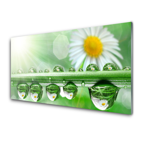 Acrylic Print Dew leaf daisies nature green white yellow