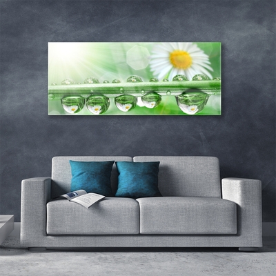 Acrylic Print Dew leaf daisies nature green white yellow