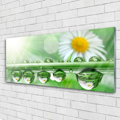 Acrylic Print Dew leaf daisies nature green white yellow