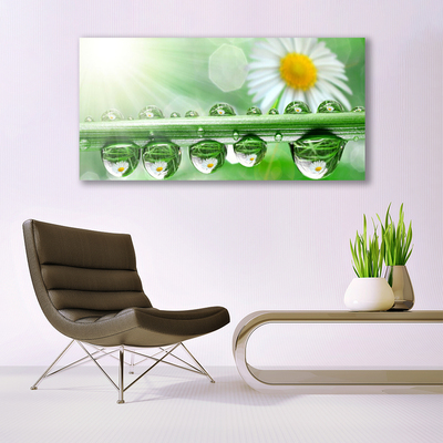 Acrylic Print Dew leaf daisies nature green white yellow