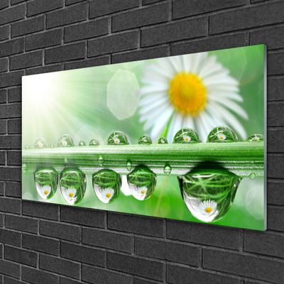 Acrylic Print Dew leaf daisies nature green white yellow