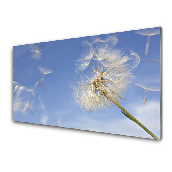 Acrylic Print Dandelion floral white blue