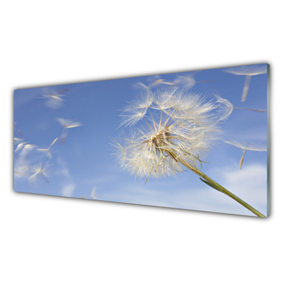 Acrylic Print Dandelion floral white blue
