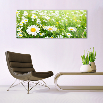 Acrylic Print Daisy floral white yellow green