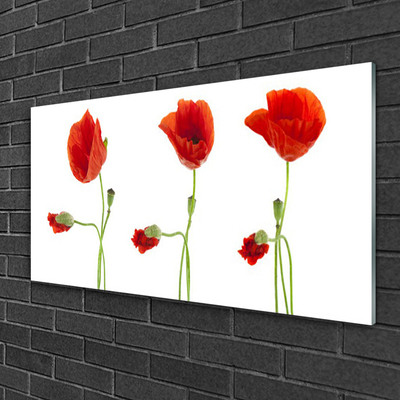 Acrylic Print Poppies floral red green