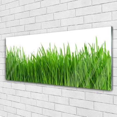 Acrylic Print Grass nature green