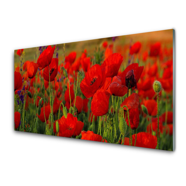 Acrylic Print Poppies floral red green