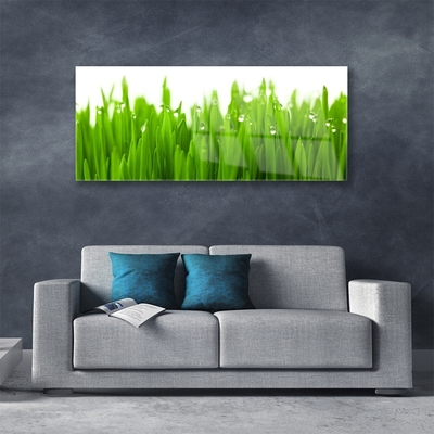 Acrylic Print Grass nature green