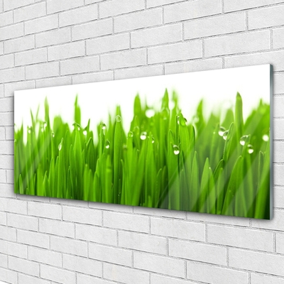 Acrylic Print Grass nature green