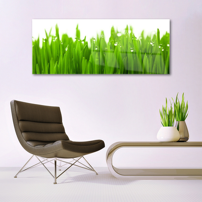 Acrylic Print Grass nature green