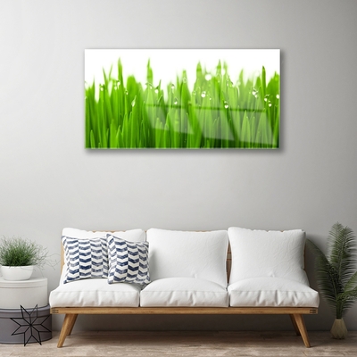 Acrylic Print Grass nature green