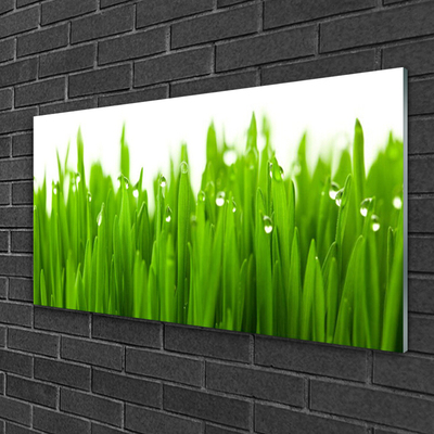 Acrylic Print Grass nature green