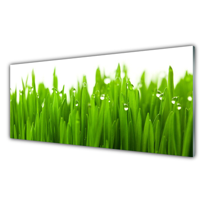 Acrylic Print Grass nature green