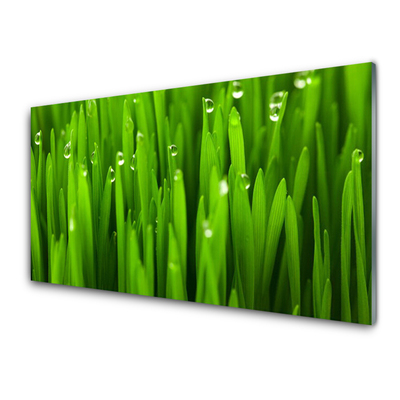 Acrylic Print Grass nature green