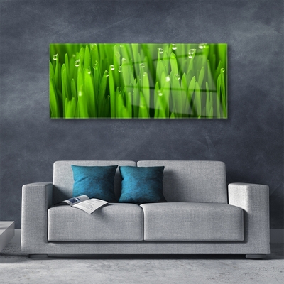 Acrylic Print Grass nature green