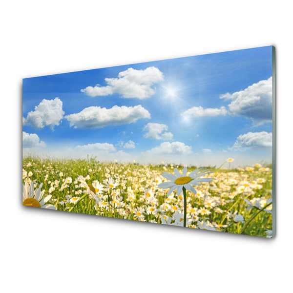 Acrylic Print Meadow daisies nature green blue white