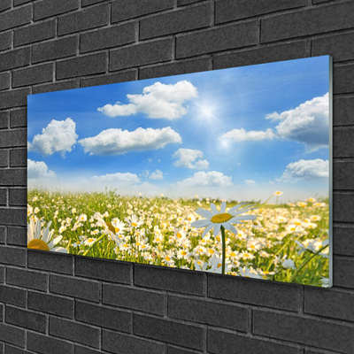Acrylic Print Meadow daisies nature green blue white