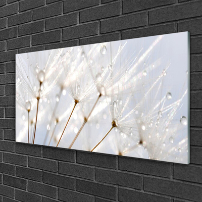 Plexiglas® Wall Art Dandelion floral white