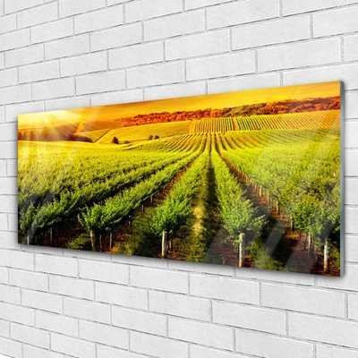 Plexiglas® Wall Art Field nature green brown