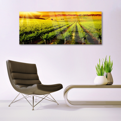 Plexiglas® Wall Art Field nature green brown