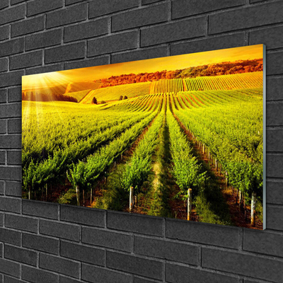 Plexiglas® Wall Art Field nature green brown