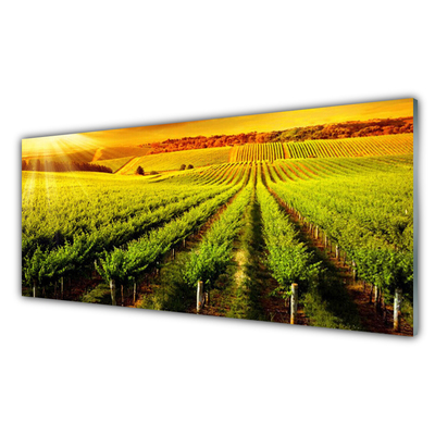 Plexiglas® Wall Art Field nature green brown