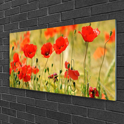 Plexiglas® Wall Art Poppies nature red green