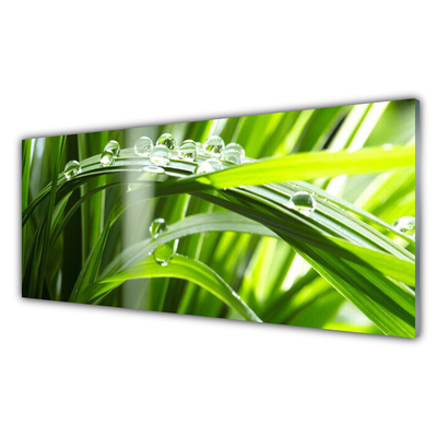 Plexiglas® Wall Art Grass dew drops floral green