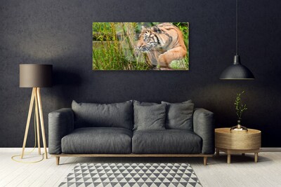 Plexiglas® Wall Art Tiger animals brown black