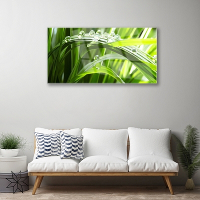 Plexiglas® Wall Art Grass water drops nature green