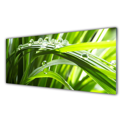 Plexiglas® Wall Art Grass water drops nature green