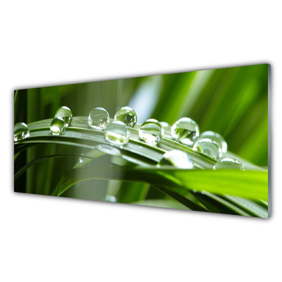 Plexiglas® Wall Art Grass dew drops floral green