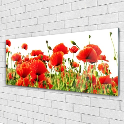 Plexiglas® Wall Art Poppies nature red green