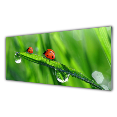 Plexiglas® Wall Art Ladybird beetle floral green red black