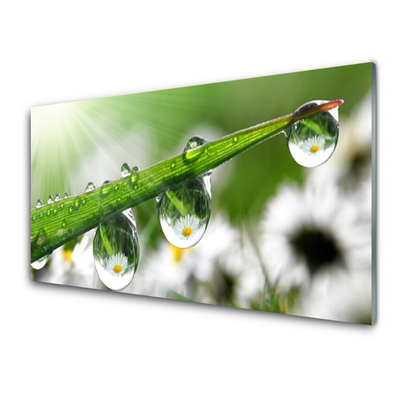 Plexiglas® Wall Art Grass dew drops nature green