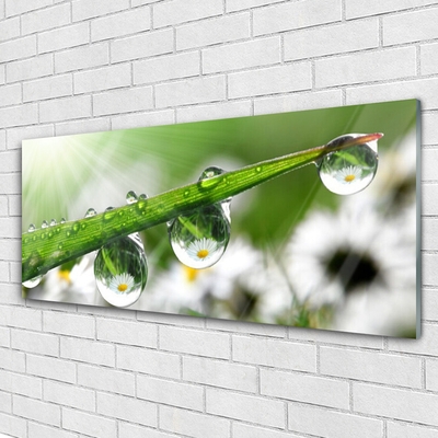 Plexiglas® Wall Art Grass dew drops nature green