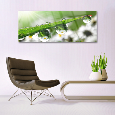 Plexiglas® Wall Art Grass dew drops nature green