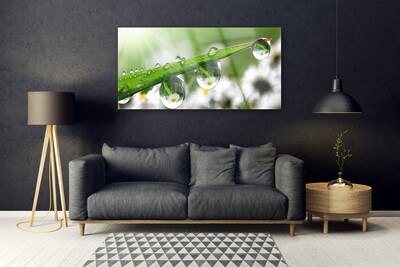 Plexiglas® Wall Art Grass dew drops nature green