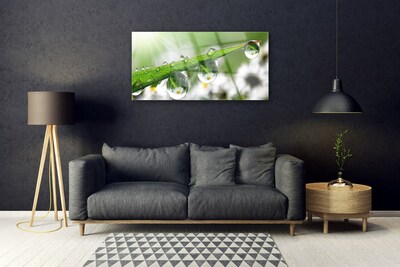 Plexiglas® Wall Art Grass dew drops nature green