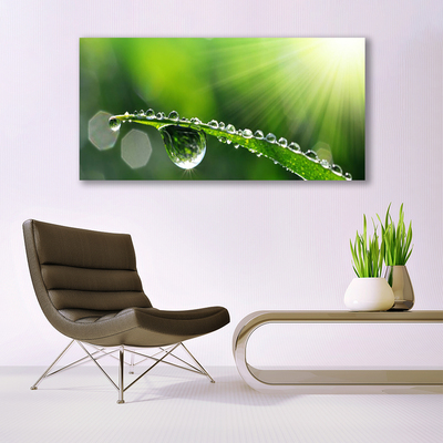 Plexiglas® Wall Art Grass dew drops floral green