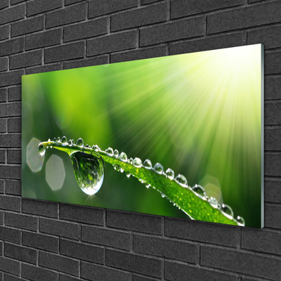 Plexiglas® Wall Art Grass dew drops floral green